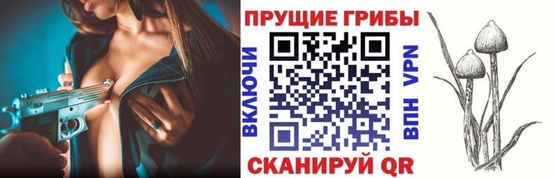Галлюциногенные грибы Psilocybe  Темников 